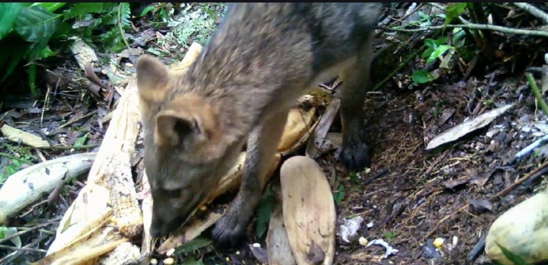 Imagem do Projeto: Lobo