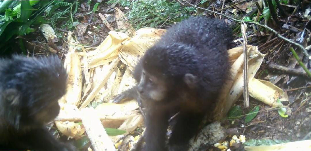 Imagem do Projeto: Macacos